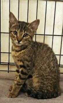 Jade -  Tabby Cat for Adoption in Yuba City, California - Jade | PetCurious
