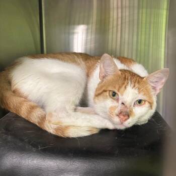 Rex -  Domestic Short Hair Cat for Adoption in Brookfield, Missouri - Rex | PetCurious
