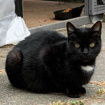 Optimus Prime (Queen) -  Domestic Short Hair Cat for Adoption in Redwood City, California - Optimus Prime (Queen) | PetCurious