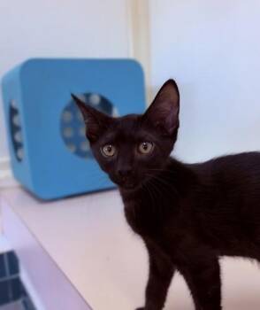 Spanky -  Domestic Short Hair Cat for Adoption in Honolulu, Hawaii - Spanky | PetCurious