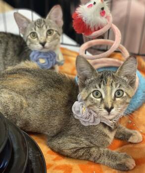 Rescue Tabby Cats for Adoption in Panama City, Florida - Tiny | PetCurious
