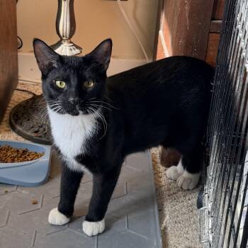 Pueblo -  Domestic Medium Hair Cat Available for Adoption in Menasha, Wisconsin - Pueblo | PetCurious
