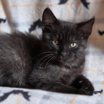 Emerson -  Domestic Short Hair Cat for Adoption in Jamestown, North Dakota - Emerson | PetCurious