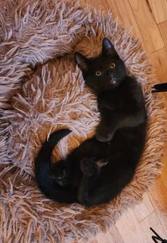 Rescue Domestic Short Hair Cats for Adoption in Springfield, Oregon - Anton | PetCurious