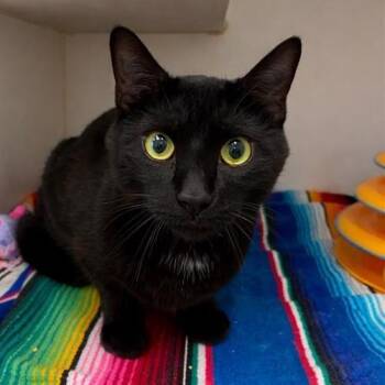 Domestic Short Hair Cats Available for Adoption - Mocha | PetCurious