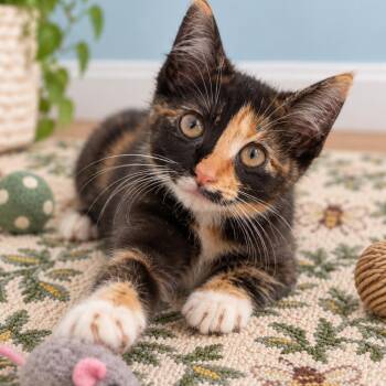 Vesper (in Stevensville, MD) -  Domestic Short Hair Cat for Adoption - Vesper (in Stevensville, MD) | PetCurious