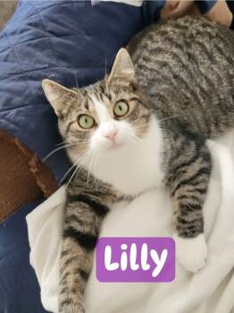 Rescue Domestic Short Hair Cats for Adoption in Seven Valleys, Pennsylvania - Lilly, Tygger, & Shadow | PetCurious