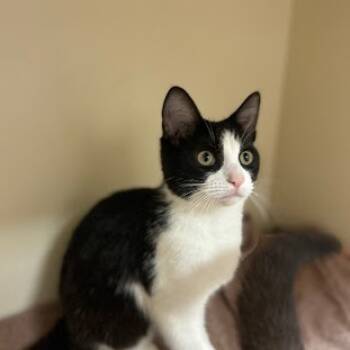 Rescue Domestic Short Hair Cats for Adoption in South Elgin, Illinois - Justin | PetCurious