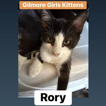 Rory L. -  Domestic Medium Hair Cat for Adoption in Lemoyne, Pennsylvania - Rory L. | PetCurious
