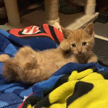 Cider -  Domestic Short Hair Cat for Adoption in Springboro, Ohio - Cider | PetCurious