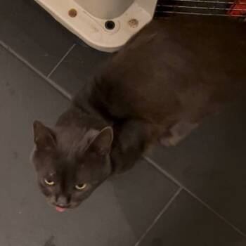 Rescue Domestic Short Hair Cats for Adoption in New York, New York - Ashby / Voidy | PetCurious