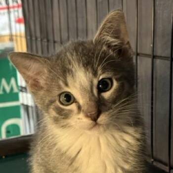 Water Slide -  Domestic Short Hair Cat for Adoption in Chicago, Illinois - Water Slide | PetCurious