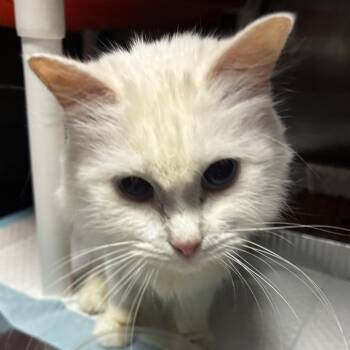 Minerva -  Domestic Medium Hair Cat for Adoption in Salt Lake City, Utah - Minerva | PetCurious