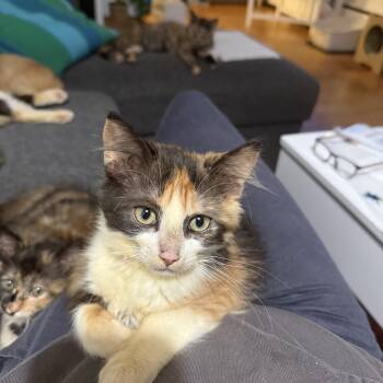 Rescue Calico Cats for Adoption in Vancouver, British Columbia - Bellini | PetCurious