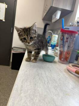 Birthday Cake -  American Shorthair Cat for Adoption in Van Wert, Ohio - Birthday Cake | PetCurious