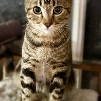 Dave -  Tabby Cat for Adoption in Glendale, Arizona - Dave | PetCurious