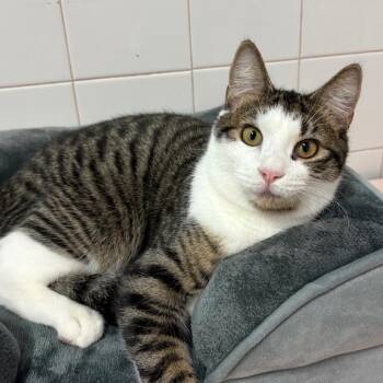 Shiloh -  Domestic Short Hair Cat for Adoption in Fort Lauderdale, Florida - Shiloh | PetCurious