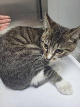 If-8 Dot -  Domestic Short Hair Cat for Adoption in Lawrenceville, Georgia - If-8 Dot | PetCurious