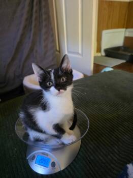 Jetsum -  Domestic Short Hair Cat for Adoption in Morganton, North Carolina - Jetsum | PetCurious
