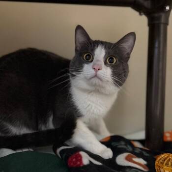 Domestic Short Hair Cats Available for Adoption - Ozzy | PetCurious