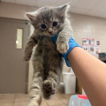 Shishito -  Domestic Long Hair Cat for Adoption in Birmingham, Alabama - Shishito | PetCurious