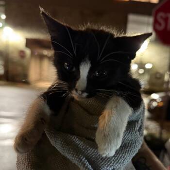 Bungalow -  Domestic Short Hair Cat for Adoption in Newark, New Jersey - Bungalow | PetCurious