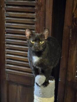 Harrison -  Domestic Short Hair Cat for Adoption in Hudson, New Hampshire - Harrison | PetCurious