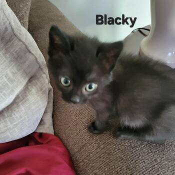 Blacky -  Domestic Short Hair Cat for Adoption in Ferndale, Washington - Blacky | PetCurious
