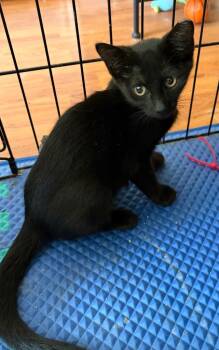 Spade -  Domestic Short Hair Cat for Adoption in San Antonio, Texas - Spade | PetCurious