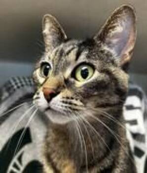 Domestic Short Hair Cats Available for Adoption in Lansing, Michigan - Lucy | PetCurious