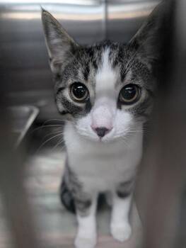 Kitten Stuart -  Domestic Short Hair Cat for Adoption in Cuyahoga Falls, Ohio - Kitten Stuart | PetCurious