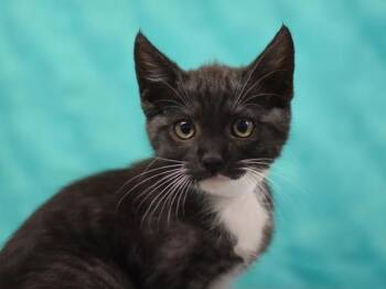 Boom -  Domestic Short Hair Cat for Adoption in Portland, Oregon - Boom | PetCurious