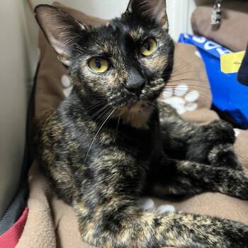 Cookie -  Domestic Short Hair Cat for Adoption in Houston, Texas - Cookie | PetCurious