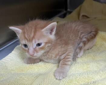 CORNFLAKES -  Domestic Short Hair Cat for Adoption in Norco, California - CORNFLAKES | PetCurious