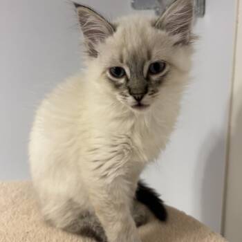 Stanley (Bonded to Strawberry Shortcake) -  Domestic Long Hair Cat for Adoption in Renton, Washington - Stanley (Bonded To Strawberry Shortcake) | PetCurious