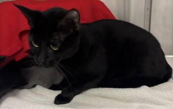 MOXIE -  Domestic Short Hair Cat for Adoption in Minneapolis, Minnesota - MOXIE | PetCurious