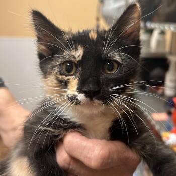 FWT Mocha -  Domestic Short Hair Cat for Adoption in Midland, Texas - FWT Mocha | PetCurious