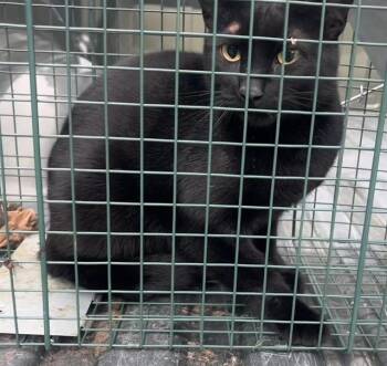 VOID -  Domestic Short Hair Cat for Adoption in Anchorage, Alaska - VOID | PetCurious