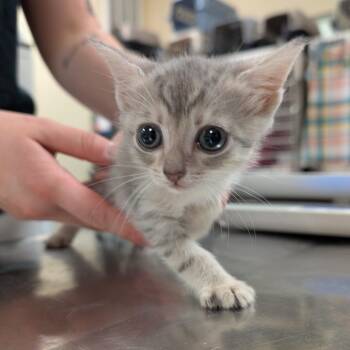 Ramen -  Domestic Short Hair Cat for Adoption in Titusville, Florida - Ramen | PetCurious