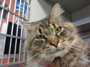 SUPERMAN -  Tiger Cat for Adoption in Delhi, New York - SUPERMAN | PetCurious