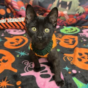 Pizza -  Domestic Short Hair Cat for Adoption in Fairmont, Minnesota - Pizza | PetCurious