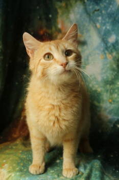 Rescue Domestic Short Hair Cats for Adoption in New Prague, Minnesota - Gondola | PetCurious