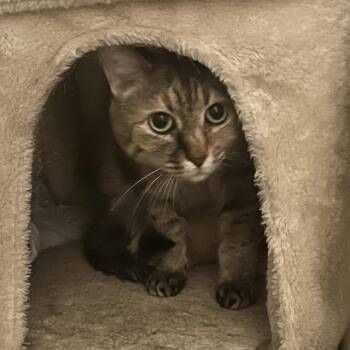 Bonnie -  Domestic Short Hair Cat for Adoption in St. Louis, Missouri - Bonnie | PetCurious
