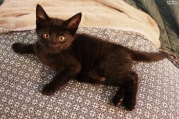 Tyrion -  Domestic Short Hair Cat for Adoption in Hobart, Indiana - Tyrion | PetCurious