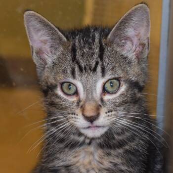 Fry (26-2B-4) -  Domestic Short Hair Cat for Adoption in Rifle, Colorado - Fry (26-2B-4) | PetCurious