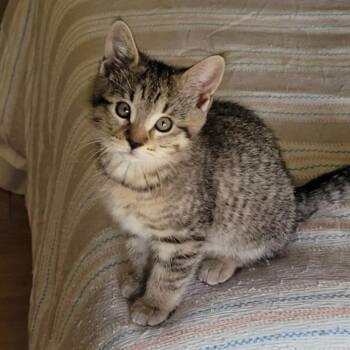 Bramble -  Domestic Short Hair Cat for Adoption in Yorktown, Indiana - Bramble | PetCurious