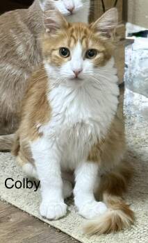 Colby -  Tabby Cat for Adoption in Oakley, California - Colby | PetCurious
