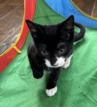 Cake -  Domestic Short Hair Cat for Adoption in Raymond, Washington - Cake | PetCurious