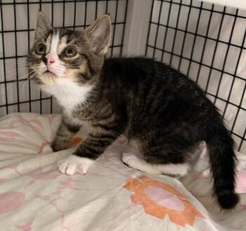 Zushi -  Domestic Short Hair Cat for Adoption in Trenton, New Jersey - Zushi | PetCurious