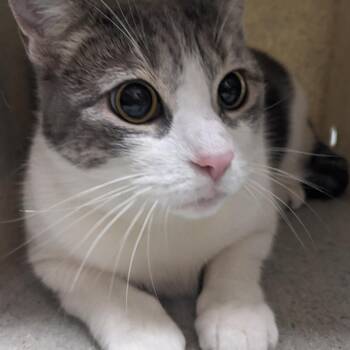 Logan -  Domestic Short Hair Cat for Adoption in Philadelphia, Pennsylvania - Logan | PetCurious